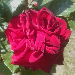 Close-up of pink rose