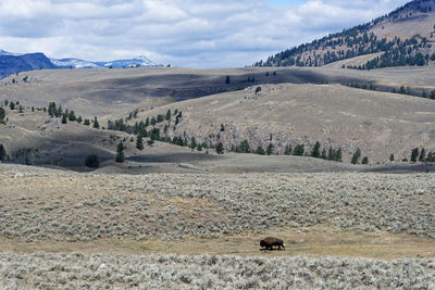 Scenic view of landscape against sky