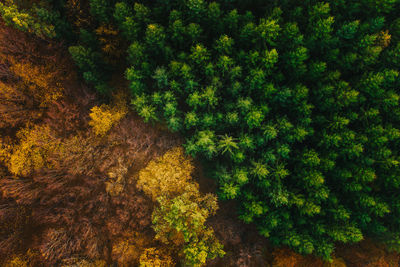 Aerial view of trees growing in forest during autumn