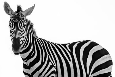 Close-up of zebra against white background