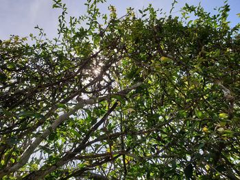 Low angle view of tree against sky