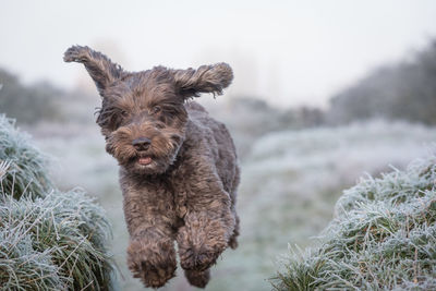 Portrait of dog standing on field