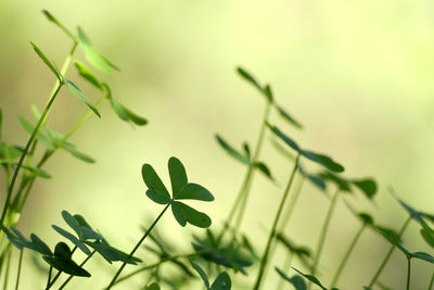 Low angle view of plant