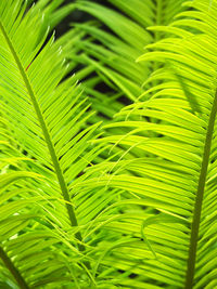 Full frame shot of palm tree leaves