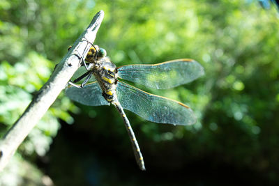 Close-up of dragonfly on a stick