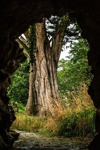 Low angle view of trees growing in forest