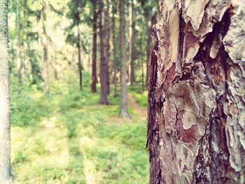 Close-up of tree trunk in forest