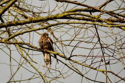 Low angle view of bird perching on tree against sky