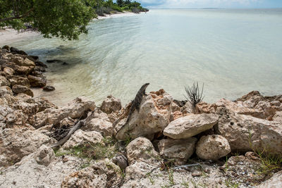 View of driftwood on beach