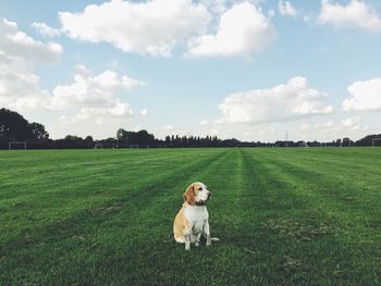 Dog sitting on grassy field against cloudy sky
