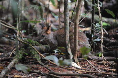 Side view of cat on field in forest