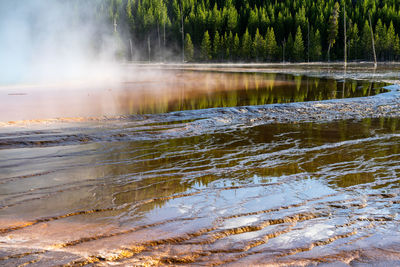 Trees overlooking grand prismatic spring at golden hour 