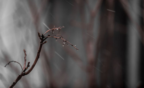 Close-up of wilted plant