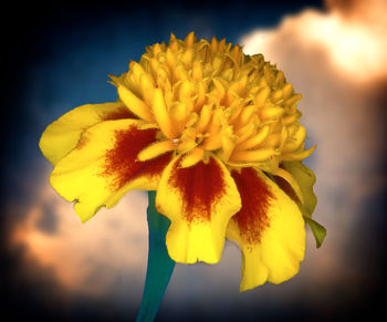 Close-up of yellow flower blooming outdoors