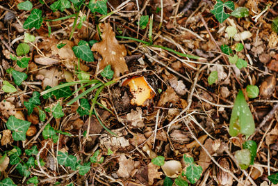 High angle view of mushroom growing on field