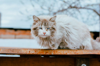 Portrait of a cat on table