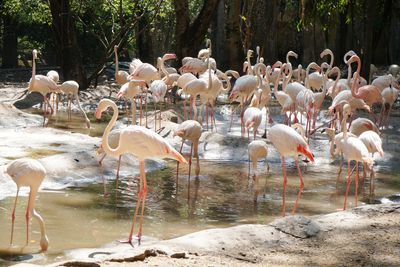 View of birds in lake