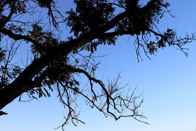 Low angle view of tree against blue sky