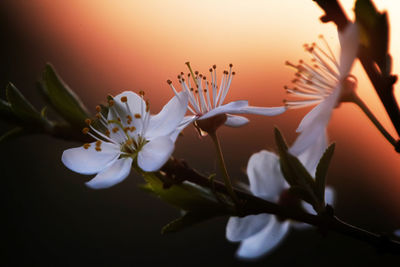 Close-up of white flowering plant