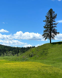 Scenic view of field against sky with lone pine tree