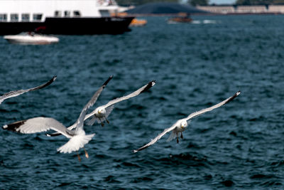 Seagulls flying with spread wings over lake ontario on toronto side, with boats in the background.