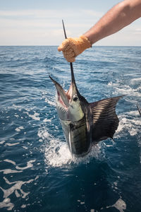 Close-up of hand holding sailfish in sea