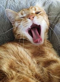 Close-up of a cat yawning