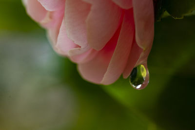 Close-up of pink rose flower