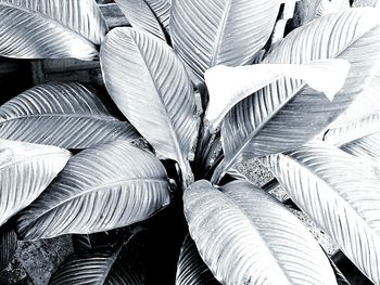 Full frame shot of leaves