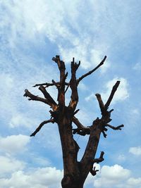 Low angle view of bare tree against sky