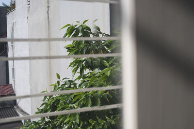 Close-up of potted plant against window