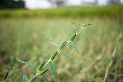 Close-up of wheat growing on field