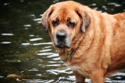 Close-up portrait of dog in water