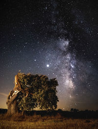 Trees on field against sky at night