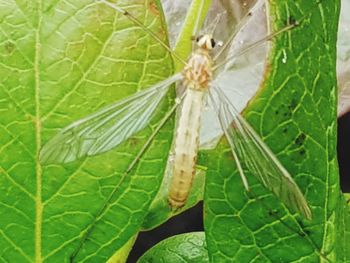 Close-up of spider on leaf