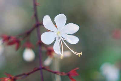 Close-up of white flower