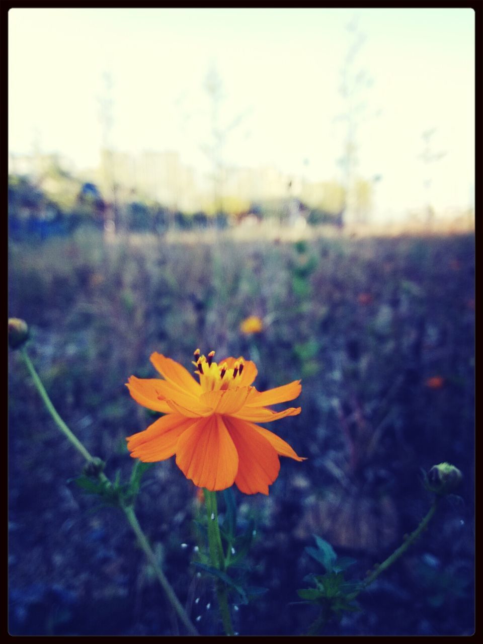 flower, petal, fragility, freshness, flower head, focus on foreground, growth, beauty in nature, blooming, close-up, yellow, plant, nature, stem, transfer print, in bloom, pollen, auto post production filter, single flower, blossom