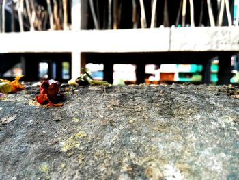 Close-up of insect