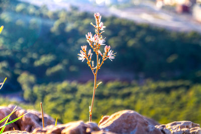 Close-up of flowering plant on field