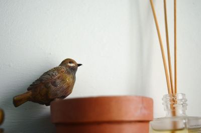 Close-up of ceramic bird perching on wall