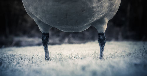 Close-up of bird on field