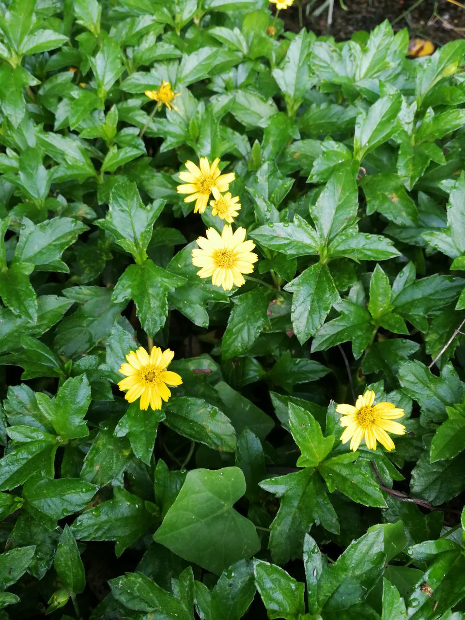 flowering plant, flower, plant, freshness, beauty in nature, fragility, vulnerability, growth, plant part, leaf, green color, petal, inflorescence, flower head, nature, close-up, yellow, high angle view, no people, day, outdoors