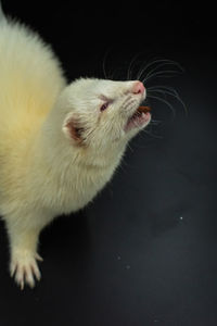 Adorable ablino pet ferret feeding against black background with copy space