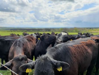 Horses in a field