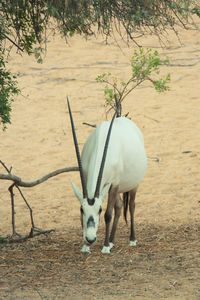 White horse standing on field