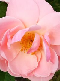 Macro shot of pink rose