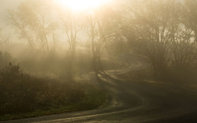 Road amidst trees during foggy sunrise