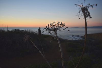 Close-up of flower against sea at sunset