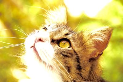 Close-up portrait of cat