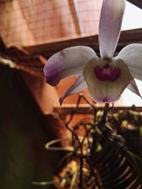 Close-up of fresh flower blooming in plant